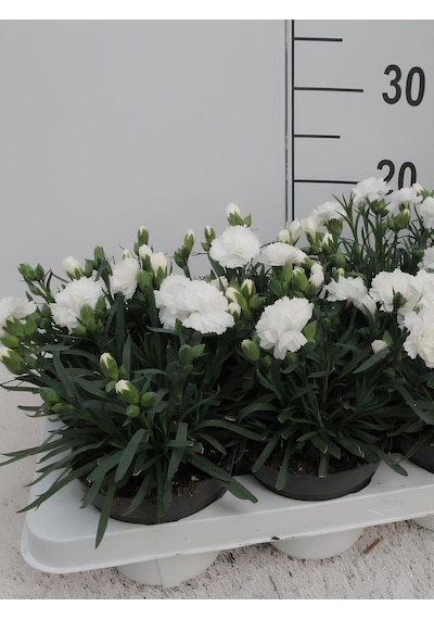 Formlu Beyaz Renk Karanfil Çiçeği 1 Adet 15-25cm White Dianthus