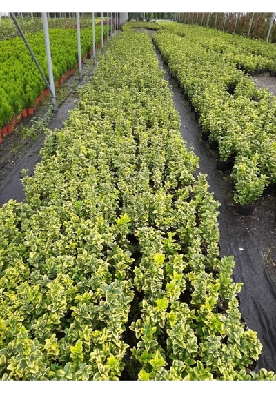 Adaçayı Kokulu Sarkıcı Sukulent Beyaz Alacalı Benjamin Variegata Plectranthus Madagascariensis