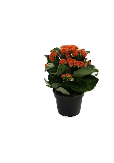 Kalanchoe Calandiva 'Orange' (Kalanşo Çiçeği) Ø10,5 CM Y15-20 CM