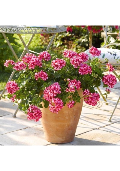 Sarkan Grandeur İvy Arctic Scarlet Sakız Sardunya Fidesi 1 Fide