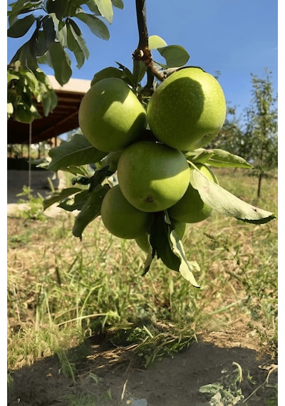 Tüplü Yeşil Elma Fidanı