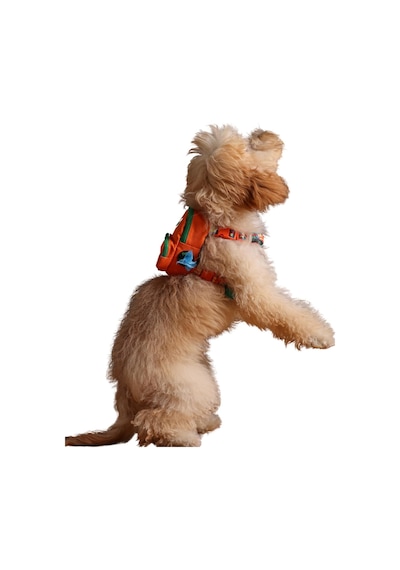 Design, Turuncu, Çantalı Göğüs Tasması, Köpek Sırt Çantası 2 Si 1 Arada Göğüs Tasması Fonksiy
