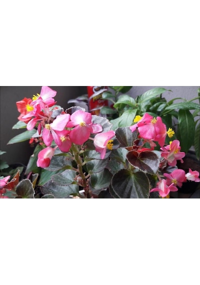 Yağlı Begonya Çiçeği Begonia Thurstonii 10-20 Cm
