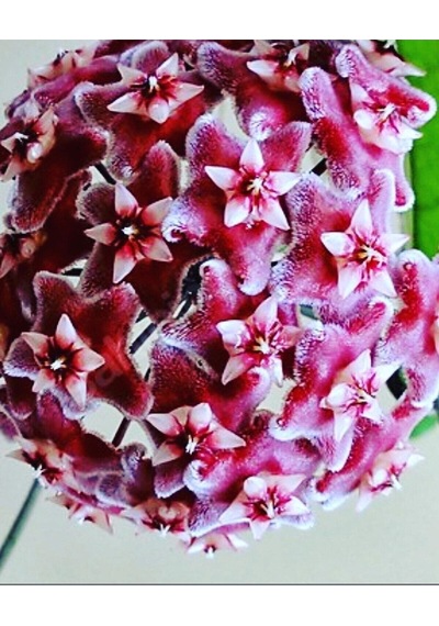 Hoya Pubicalyx Yoğun Kokulu Mum Çiçeği Bitkisi Koleksiyon Serisi