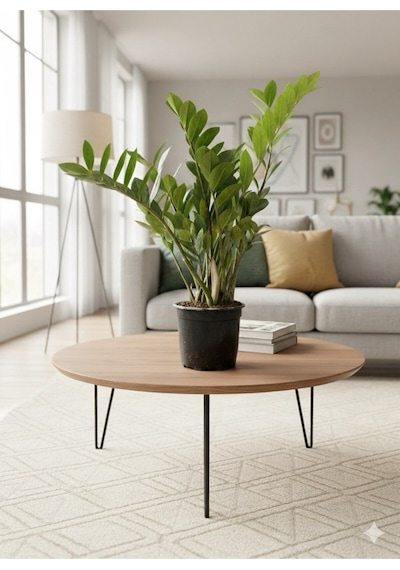 Zamioculcas Zamiifolia Zz Bitkisi - Zeze Çiçeği - Zamya Bitkisi Hava Temizleyen Bitki