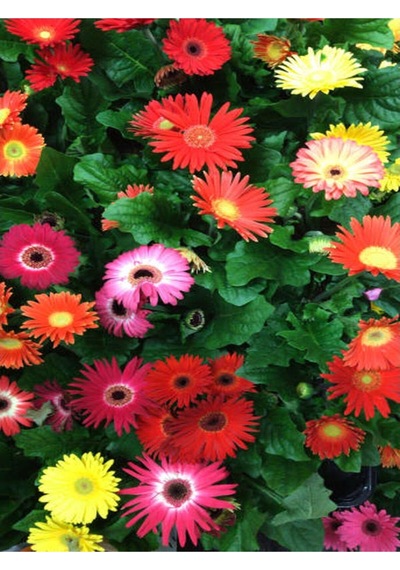 Renkli Yaz Papatyası 20-45 Cm 2 Adet Saksılı/tüplü Dış Mekan Sarmaşık Summer Marigold