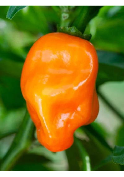 Francısca Habanero Pepper / 400.000 Scoville - Gerçek Taze Acı Biber