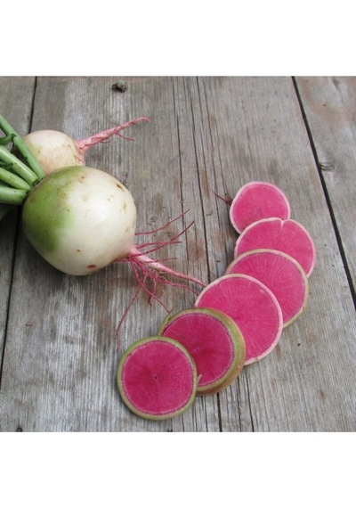 Karpuz Turp Tohumu Atalık Radish Watermelon