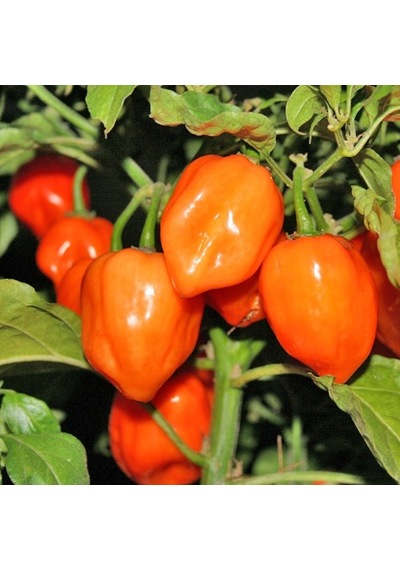Çok Acı Habanero Acı Biber Tohumu 5 Tohum + Tohum