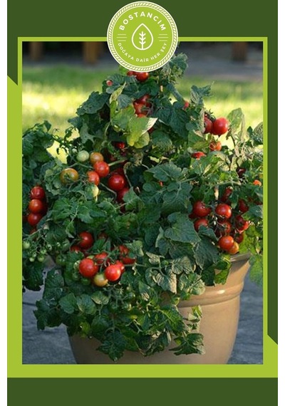 Gardenbox Bodur Cherry Domates Tohumu, 30 Adet 0