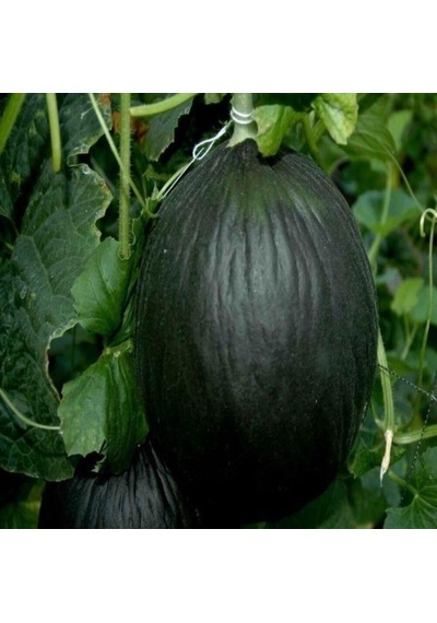 Karabey Siyah Kışlık Kavun Tohumu 10 Gram 1 Paket