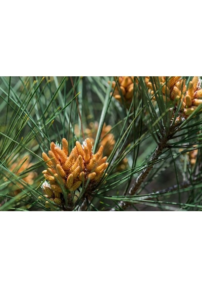 Elder Çamı Fidanı 3 Adet - Pinus Elderica 30-40 Cm