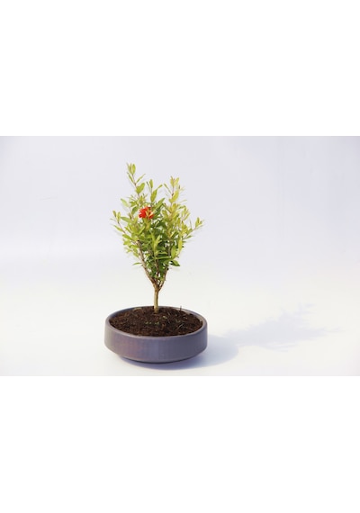 Bonsai Punica Süs Narı - Grey Serisi  6142