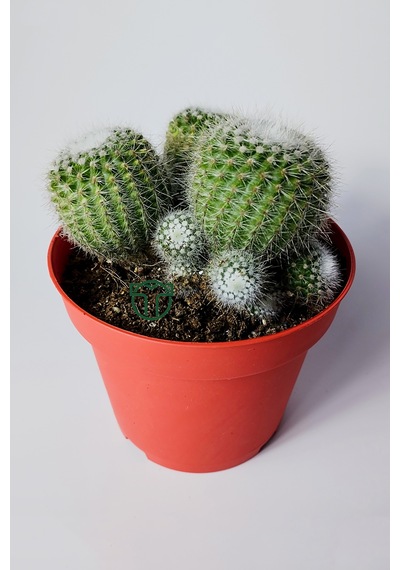 Notocactus Scopa Albispinus 3 Lü Kaktüs 12 Cm Saksıda
