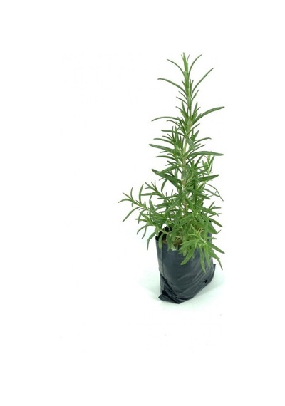 Biberiye Fidanı 2 Adet 10-20 Cm
