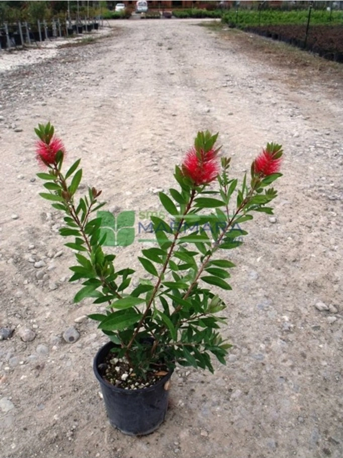 Fırça Çalısı Bitkisi Fidanı 30-60 Cm