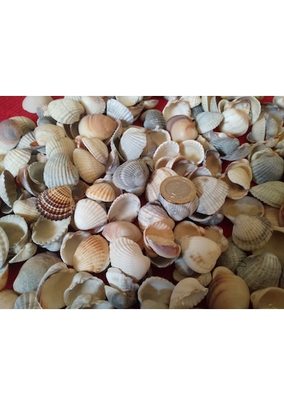 Deniz Kabuğu Kiloluk Deniz Kabuğu 5 Kg Deniz Kabuğu Deniz Kabuk