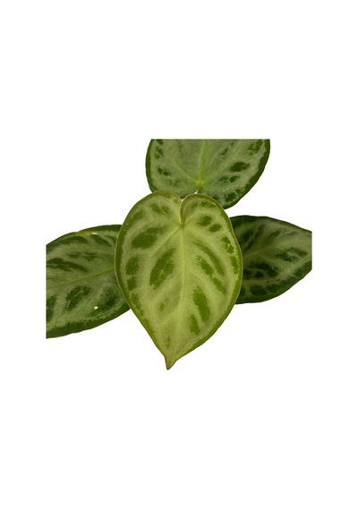 Anthurium 'Silver Blush'