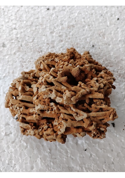 Spaghetti Kaya Dogaltaş, Akvaryum Taşı Dekorasyon Süsü , Delikli Taş Bahçe