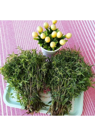 Naturel Zahter Kekiği Tohumu 200 Tohum