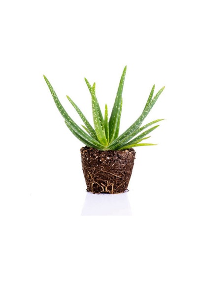 Videolu Aloe Vera Biktisi 1 Adet Saksılı/ Tüplü 15-30cm Iç Mekan Salon Bitkisi