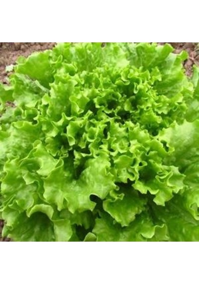 İri Kıvırcık Marul Tohumu İri Kıvırcık 055 İlaçlı Marul Tohumu 10 Gram