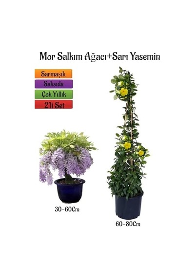 Mor Salkım Ağacı Fidanı + Sarı Yasemin Çiçeği Fidanı, 2'li Bahçe Peyzaj Seti