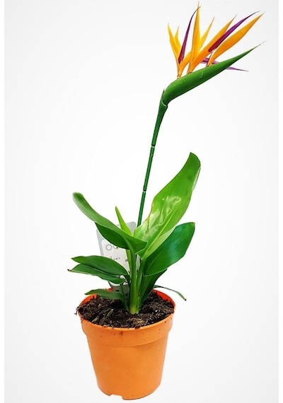 Starliçe Regina Cennet Kuşu Strelitzia Reginae 20-40 Cm