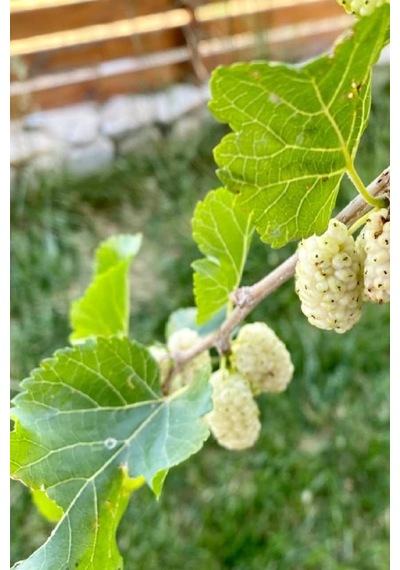 Tüplü Beyaz Dut Fidanı