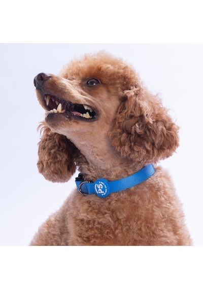 Mavi Köpek Boyun Tasması Ayarlanabilir Köpek Tasması M
