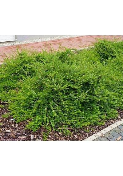 HANIMELİ ÇİT BİTKİSİ 5 ADET 'Lonicera Nitida'