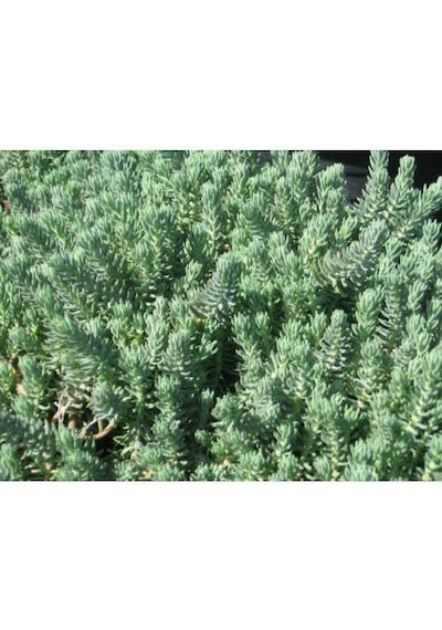 Sedum Reflexum 90 Adet - Teraryum İçin Sukulent Bitki