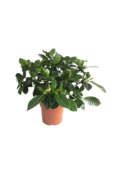 Gardenia Jasminoides (Gardenya Çiçeği) Ø12 CM H30-35 CM
