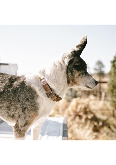 Carhartt Naylon Ördek Köpek Yaka, Tamamen Ayarlanabilir Dayanıklı 2 Katlı Cordura Naylon Kanvas Tasmalar, Köpekler Genel