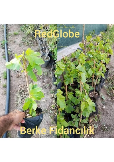 2 Yaş Red Globe Üzüm Fidanı -Açık Kök-