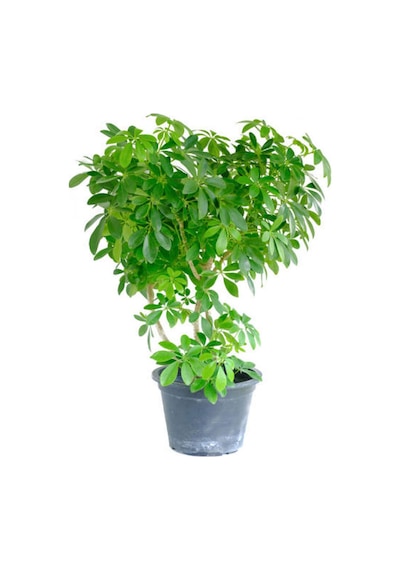 Videolu Şeflera Bitkisi 50 80 Cm 1 Adet Saksılı Iç Mekan Bitkisi Schefflera