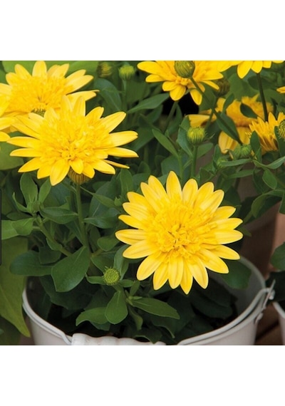 Erato Double Yellow Sarı Katmerli Bodrum Papatyası Çiçeği Fidesi 1 Adet