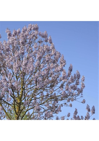 Çin Kavağı Paulownia Pavlonya Fidanı 15-25 Cm Saksılı