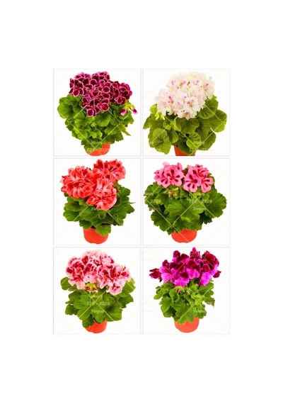 Karışık Renkli Canlı 2 Adet Sardunya Fidesi 20-40cm Saksılı Geranium