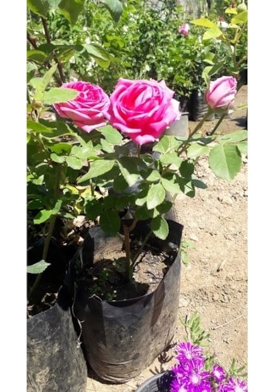 Isparta Gülü Fidanı Saksılı Reçellik Kokulu Pembe 10-20 Cm