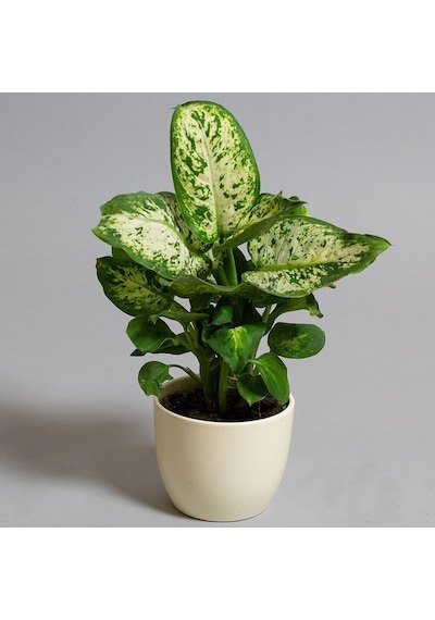 Dieffenbachia Compacta - 20-30 Cm 5 Adet