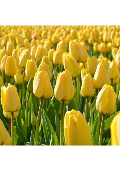 Golden Parade Lale Soğanı 5 Adet