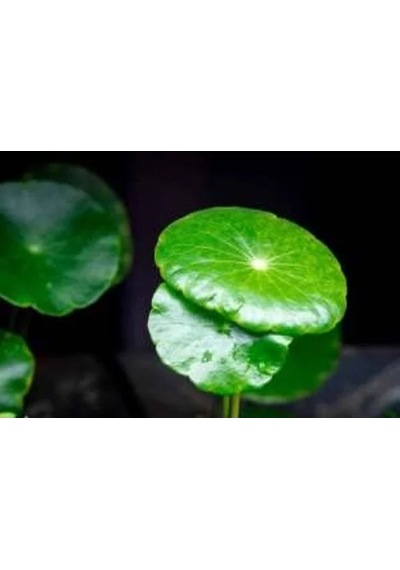 Akvaryum İçin Kolay Bakım Sağlayan Canlı Hydrocotyle Verticillata Bitkisi