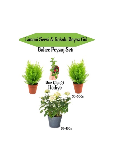 Bahçe Seti 2 Adet Limoni Servi Fidanı+ Beyaz Gül Fidanı+ Hediye Buz Çiçeği