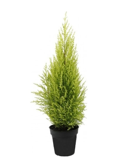 Limon Servi Bonzai Ağacı Tohumu Ekim Seti 5 Tohum +Saksı