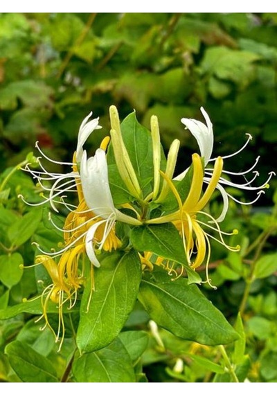 Yoğun Kokulu Sarı Beyaz Hanımeli Çiçeği 1 Adet Saksılı/ Tüplü 100-120cm Lonicera Japonica
