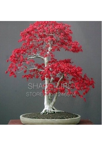 10 Adet Japon Kızıl Maple Bonsai Ağacı Tohumu + Gübresi