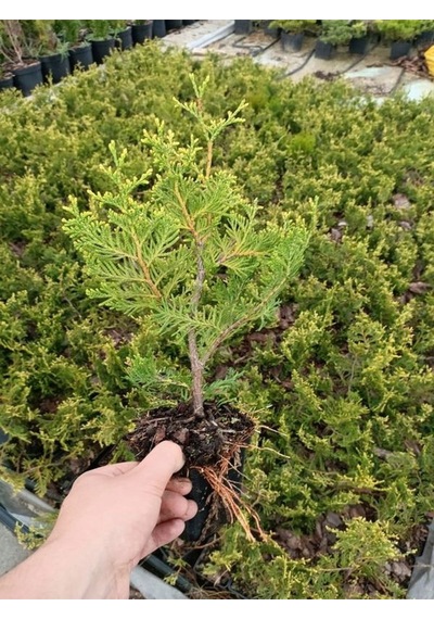 En Favori Dekorasyon Bitkisi Leylandi 10 Adet 15-25cm Tüplü Cupressus