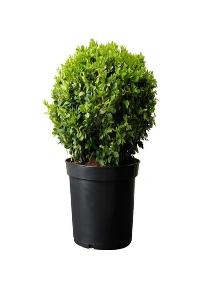 1 Adet Çalı Şimşir Fidanı Saksılı 30-45cm Bushy Yew Sapling