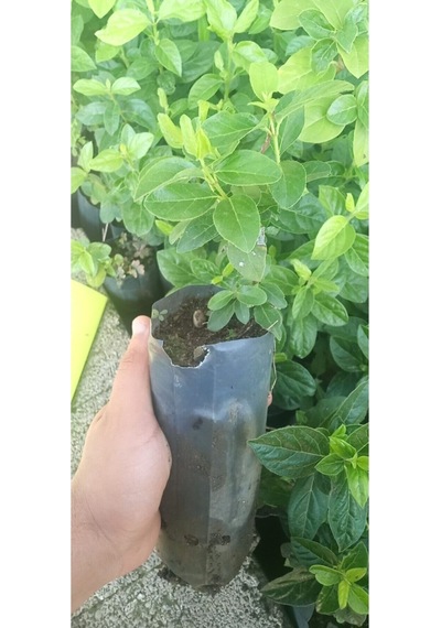 Kartopu Çiçeği Tüplü 1 Adet Tüplü/ Saksılı 30-55 Cm Dış Mekan Bitkisi Viburnum Opulus